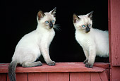 CAT 03 GR0018 01
Two Siamese Kittens Sitting At Barn Window