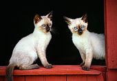 CAT 03 GR0018 02
Two Siamese Kittens Sitting At Barn Window