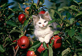 CAT 03 GR0026 02
Gray And White Kitten Sitting In Apple Tree