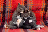 CAT 03 GR0028 02
Gray And White Kittens Sleeping On Red Plaid Blanket