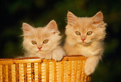 CAT 03 GR0035 01
Head Shot Of Two Persian Kittens In Basket