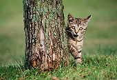 CAT 03 GR0038 01
Tabby Kitten Peeking Behind Tree Trunk On Grass