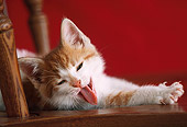 CAT 03 GR0043 01
Head Shot Of Orange And White Kitten Laying On Wooden Chair Tongue Out