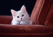 CAT 03 GR0045 01
Head Shot Of White Kitten Leaning On Arm Rest Chair