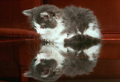 CAT 03 GR0047 01
Gray And White Kitten On Glass Table With Reflection