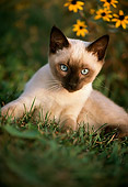 CAT 03 GR0052 01
Siamese Kitten Laying On Grass