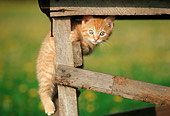CAT 03 GR0068 01
Red Tabby And White Kitten Hiding Under Old Wood Table