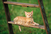 CAT 03 GR0069 01
Orange And White Kitten Laying On Wooden Ladder On Grass