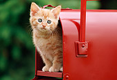 CAT 03 GR0129 01
Orange Tabby Kitten Peeking Out Of Red Mailbox