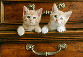 CAT 03 GR0142 01
Head Shot Of Two Orange Tabby Kitten In Dresser Drawer