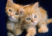 CAT 03 GR0145 01
Orange Tabby Kittens Laying Together On Blue Recliner