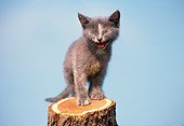 CAT 03 GR0172 01
Gray Kitten Smiling On Wooden Stump