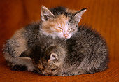 CAT 03 GR0191 03
Calico And Tabby Kittens Sleeping On Armchair