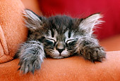 CAT 03 GR0198 01
Head Shot Of Gray Tabby Kitten Sleeping On Armchair