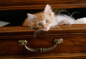 CAT 03 GR0222 01
Red Tabby And White Sitting In Dresser Drawer