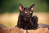 CAT 03 GR0254 01
Black Kitten Laying On Firewood
