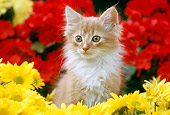 CAT 03 GR0258 01
Orange And White Kitten Surrounded By Flowers