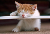 CAT 03 GR0265 01
Orange And White Kitten Sleeping On Stick