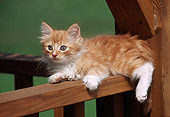 CAT 03 GR0273 02
Orange And White Kitten Laying On Deck Rail