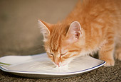 CAT 03 GR0291 01
Orange Kitten Drinking Milk From Plate