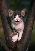 CAT 03 GR0297 01
Humorous Shot Of Gray And White Kitten In Fork Of Tree