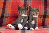 CAT 03 GR0328 01
Two Gray And White Kittens Sitting On Plaid Blanket