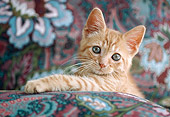 CAT 03 GR0337 06
Orange Kitten Laying On Chair