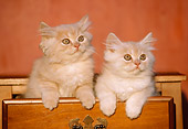 CAT 03 GR0339 01
Two Orange Persian Kittens In Wooden Drawer