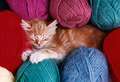 CAT 03 GR0342 01
Orange Kitten Sleeping On Yarn