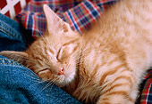 CAT 03 GR0344 01
Head Shot Of Orange Kitten Sleeping On Clothes Basket