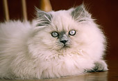 CAT 03 GR0351 01
Blue Point Himalayan Laying On Wooden Chair
