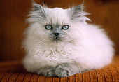 CAT 03 GR0353 14
Blue Point Himalayan Kitten Laying On Armchair