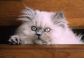 CAT 03 GR0365 03
Head Shot Of Blue Point Himalayan Kitten In Wooden Dresser Drawer