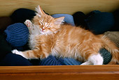 CAT 03 GR0389 02
Orange Kitten Sleeping In Sock Drawer