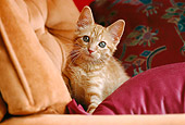 CAT 03 GR0395 01
Orange Tabby Sitting On Chair