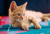 CAT 03 GR0401 01
Orange Kitten Laying On Towel