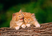 CAT 03 GR0426 01
Two Orange And White Kittens On Log