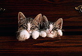 CAT 03 GR0447 03
Two Tabby Kittens In Drawer