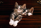 CAT 03 GR0447 04
Two Tabby Kittens In Drawer