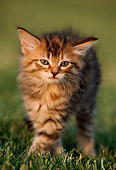 CAT 03 GR0467 03
Gray Tabby Walking On Grass