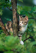 CAT 03 GR0485 03
Calico Kitten Climbing Tree