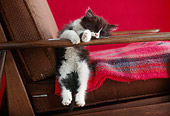 CAT 03 GR0517 01
Humorous Shot Of Black And White Kitten Sleeping On Armchair