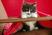 CAT 03 GR0518 02
Gray And White Kitten Sitting On Armchair