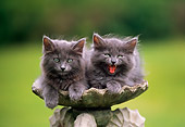 CAT 03 GR0569 01
Portrait Of Two Gray Kittens In Birdbath