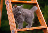 CAT 03 GR0580 01
Gray Kitten Sitting On Ladder