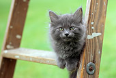 CAT 03 GR0580 02
Gray Kitten Sitting On Ladder