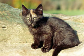 CAT 03 GR0608 02
Tortie Kitten Sitting On Rock