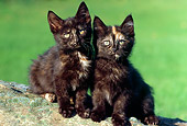 CAT 03 GR0616 02
Two Tortie Kittens Sitting On Rock
