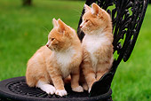 CAT 03 GR0652 03
Two Orange And White Kittens Sitting On Outdoor Chair