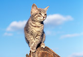 CAT 03 GR0673 03
Gray And White Kitten Standing On Top Of Wooden Post